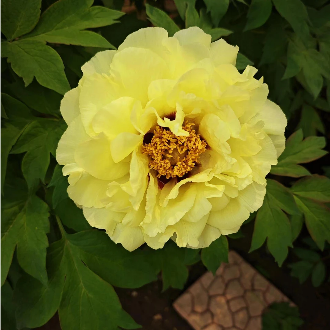 黄色精品老盆【年宵花牡丹】菏泽牡丹基地直发催花牡丹春节开花带盆