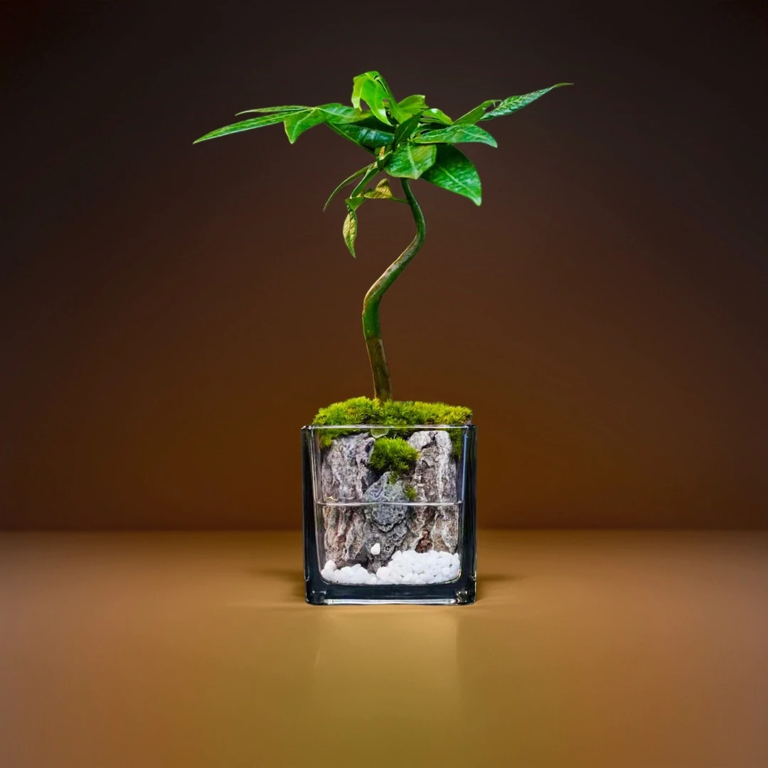 新发财树成品创意绿植景观
