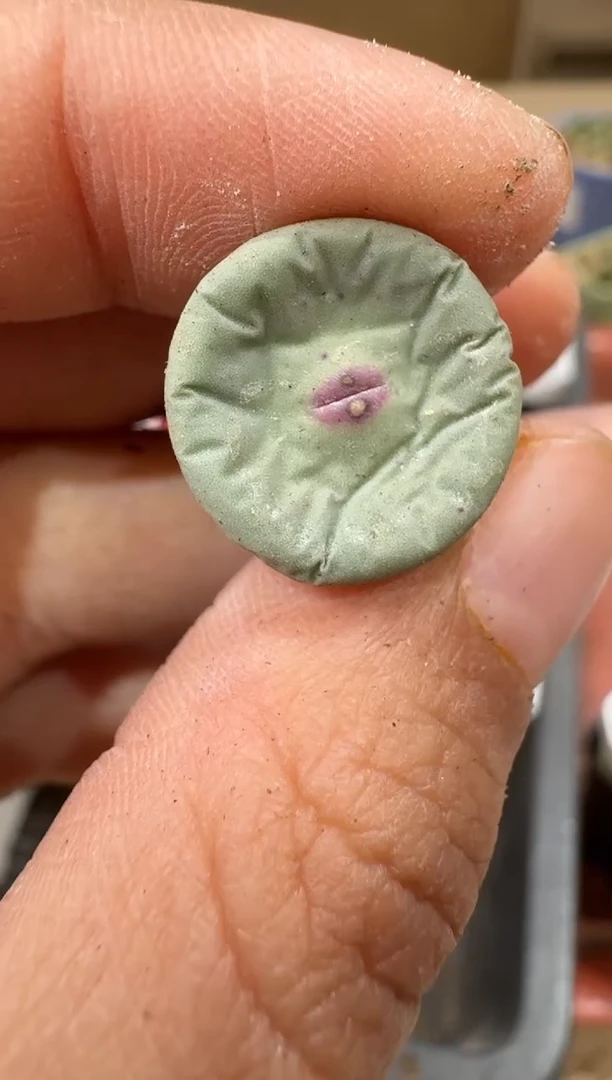 14-74多肉植物肉锥