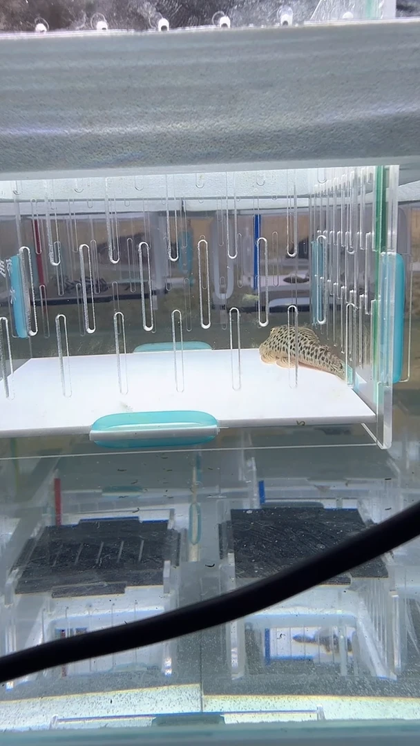 清道夫5+不包入缸损62