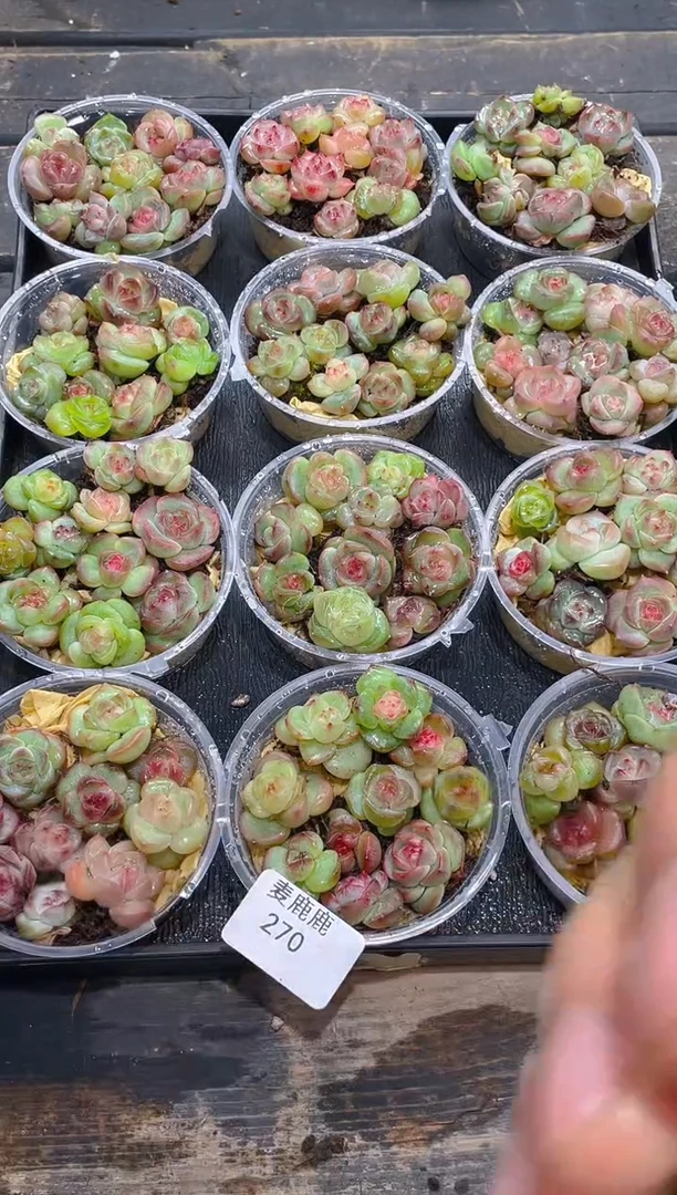 270   霸道珍妮  尺寸1.5-2厘米左右  10颗  量拍