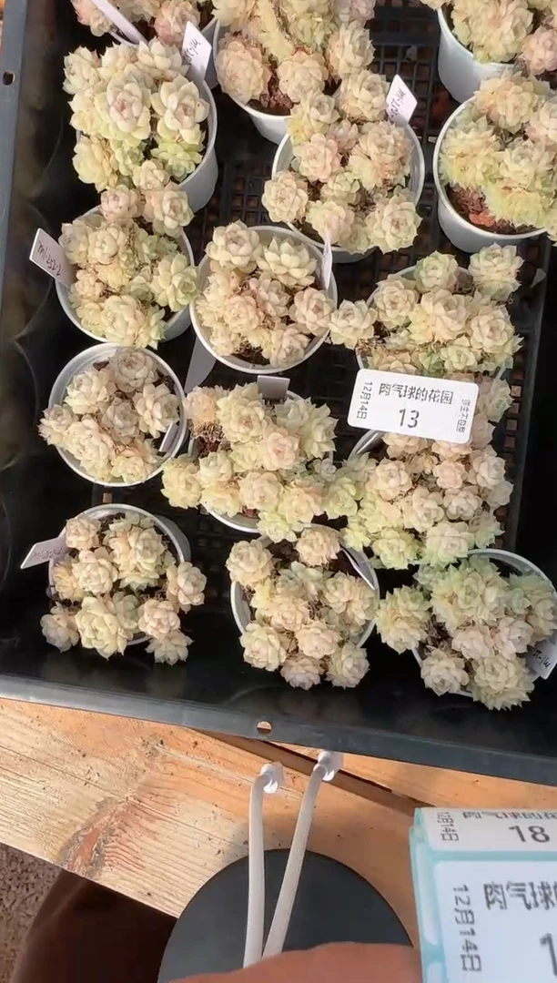 1214-13m1-252-2多肉量拍任意发一颗群生不包整