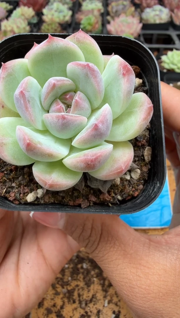 东云多肉园二店-356