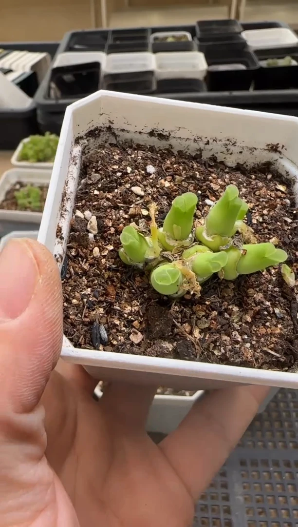 【闪购商品】13-185