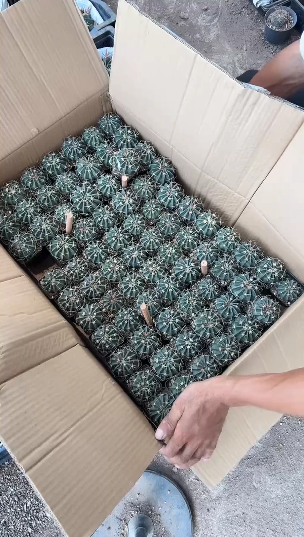 实生凌波三颗9.99