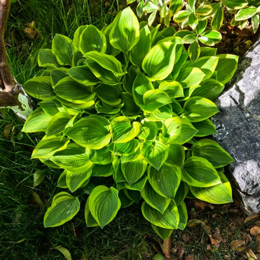 玉簪观叶百合盆栽绿植阳台多年生耐寒白花好养活大叶观花地栽夏季