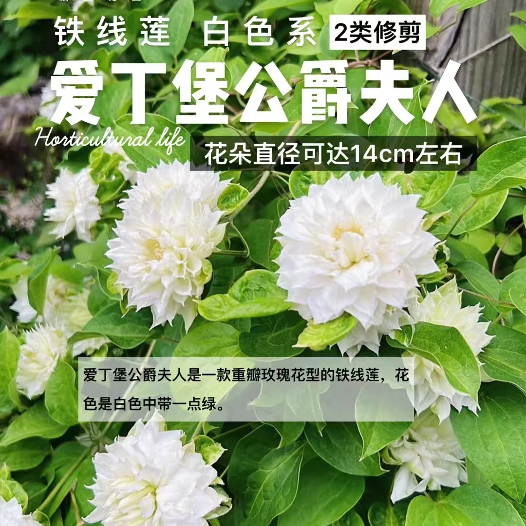 铁线莲 爱丁堡伯爵  二类重瓣白色勤花 南北方耐寒耐热庭院种植