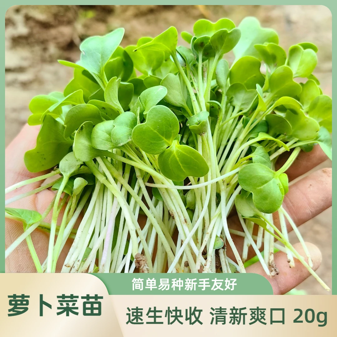 萝卜菜种子萝卜菜苗专吃萝卜苗种子春秋露天阳台菜地播种