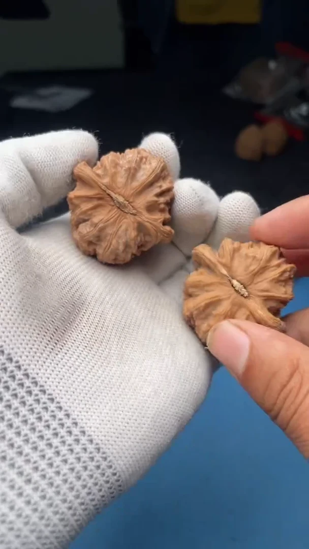 文玩核桃把件a159白狮子40尺