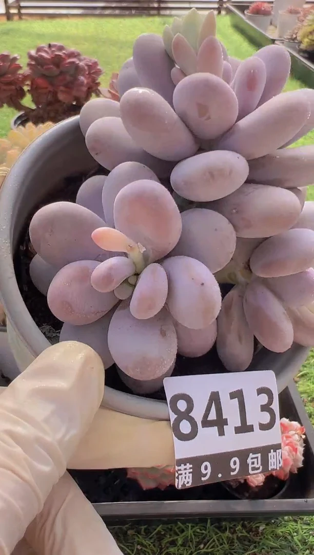 【闪购商品】信福多肉一物一拍