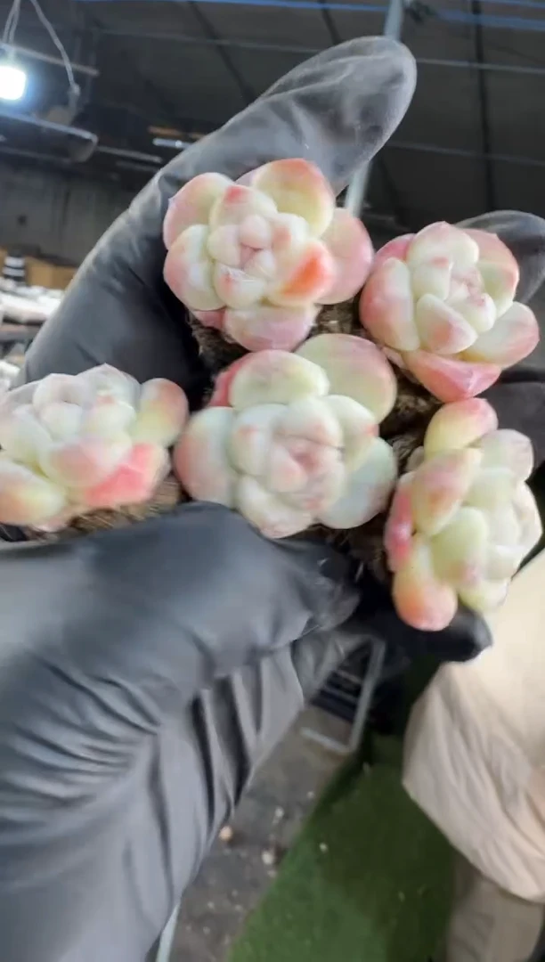 【闪购商品】11号到手10棵--江北多肉