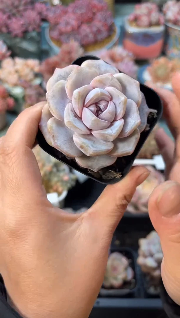 330双头橙子多肉