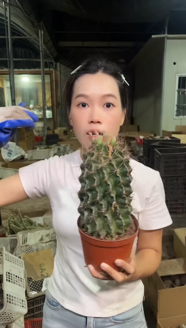 超大号变色龙王一颗高15cm+ 10.88