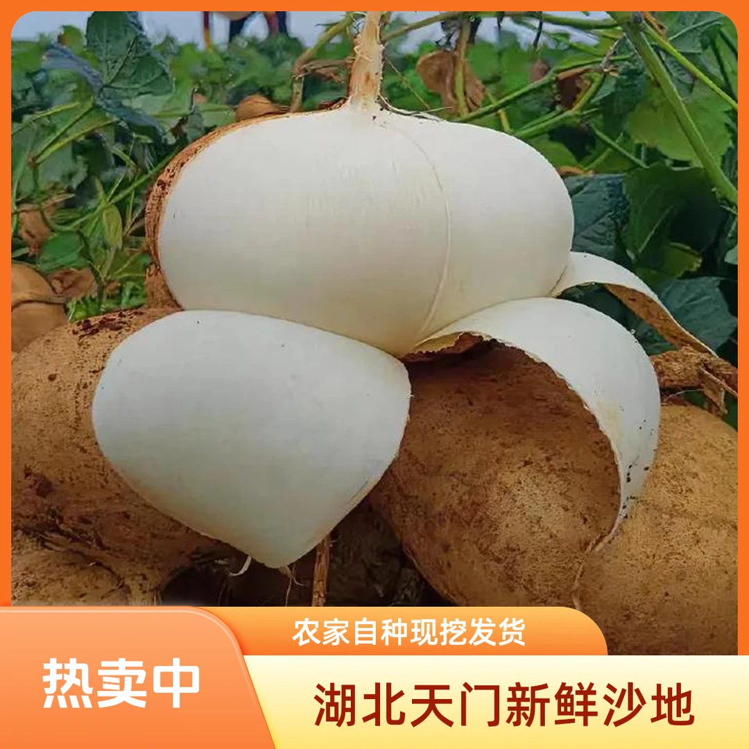 湖北天门新鲜沙地 凉薯【地瓜 地萝卜】 农家自种现挖现发 3斤 5斤
