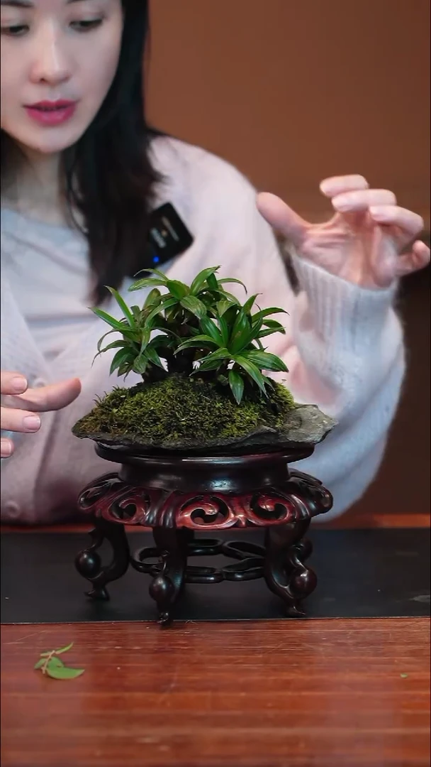 全部花朵达摩棕竹盆景盆景盆景