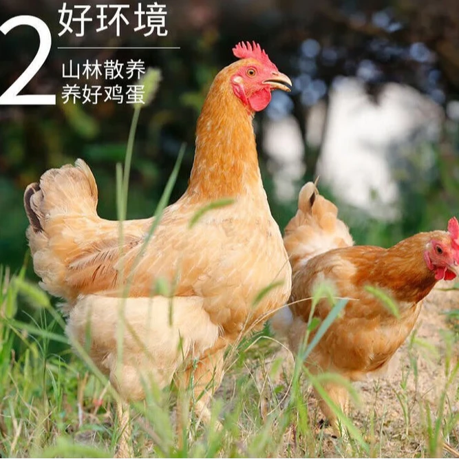 散养2年以上带蛋花带内脏黄油老母鸡（单只杀完净重3-3.5斤）