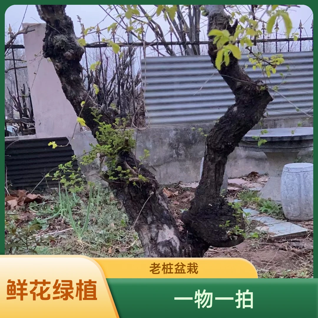 1老桩紫薇绿萝盆栽老桩冰糖脆幸福树绿植大规格盆栽园艺