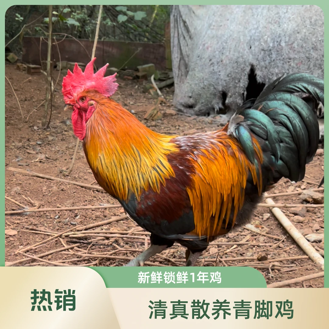 【老饕专享】2年青脚跑山鸡土公鸡