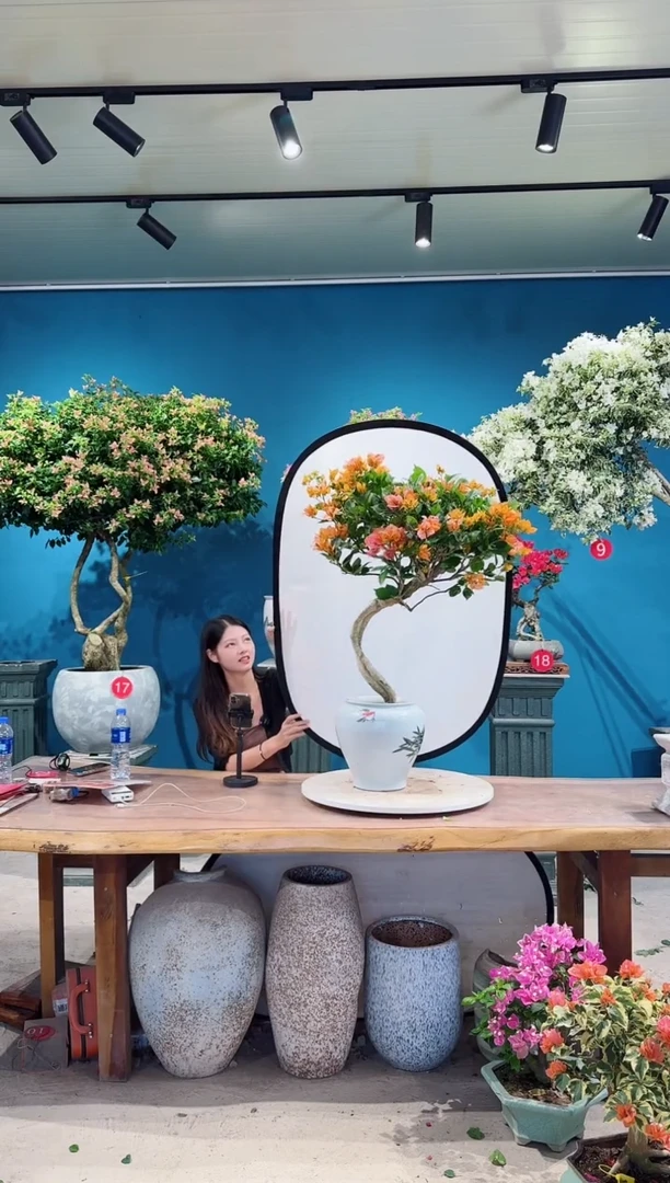 全部花朵变色龙三角梅