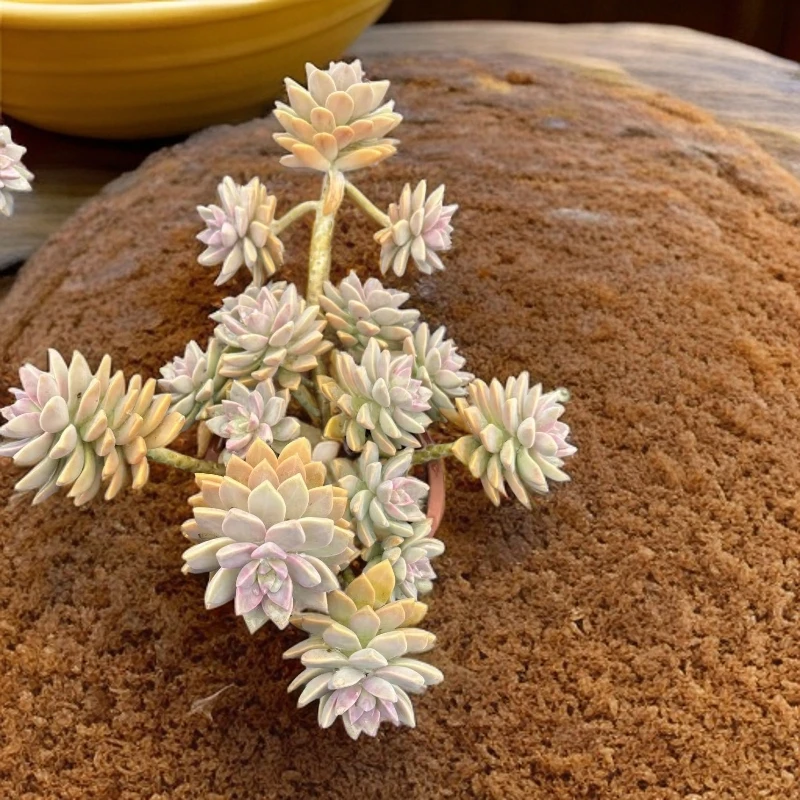 （满15包邮）#大淡雪 多肉植物 脱土  以直播展示为准