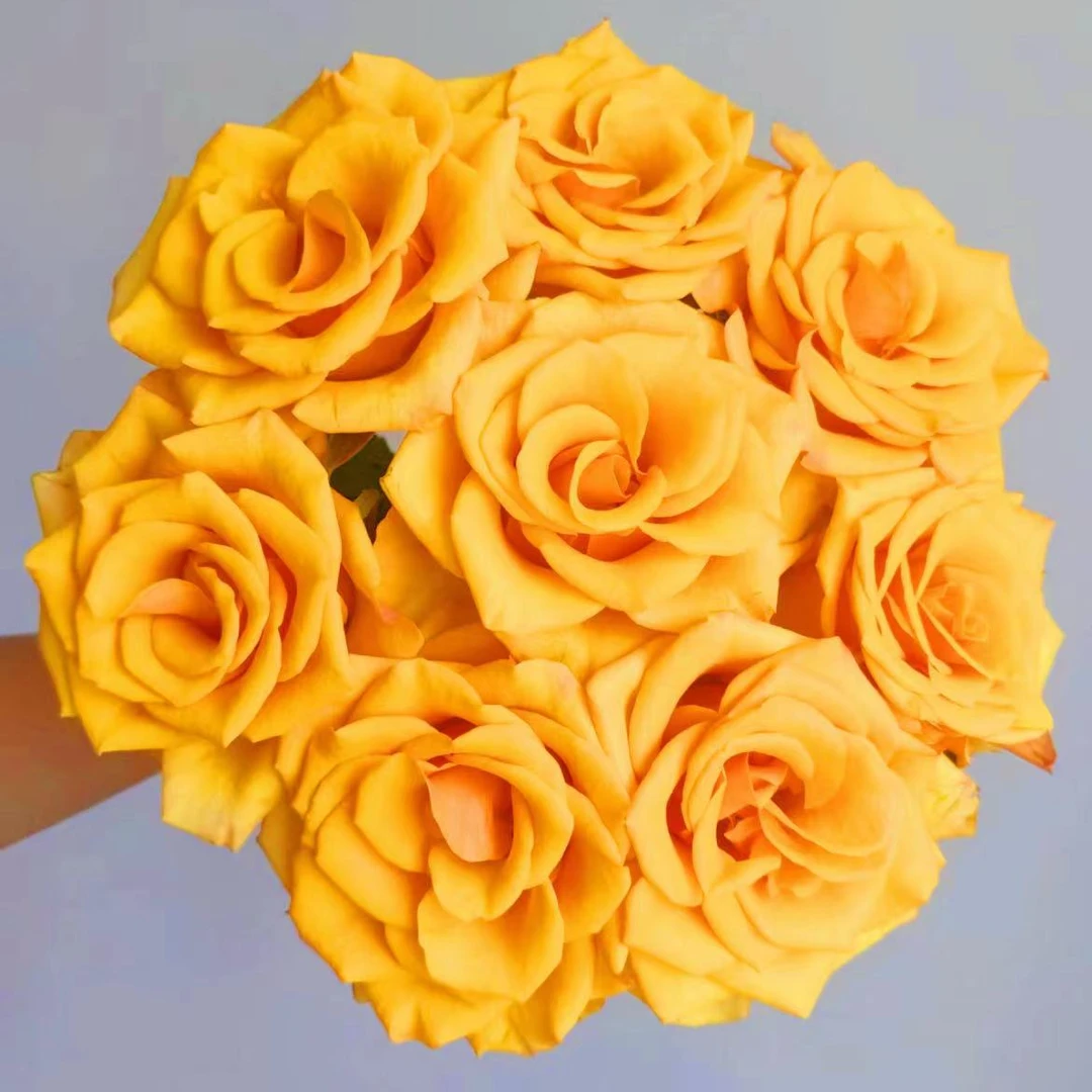 【一品花集】【辉煌】单头玫瑰10支（注意：带包装醒花哦~）