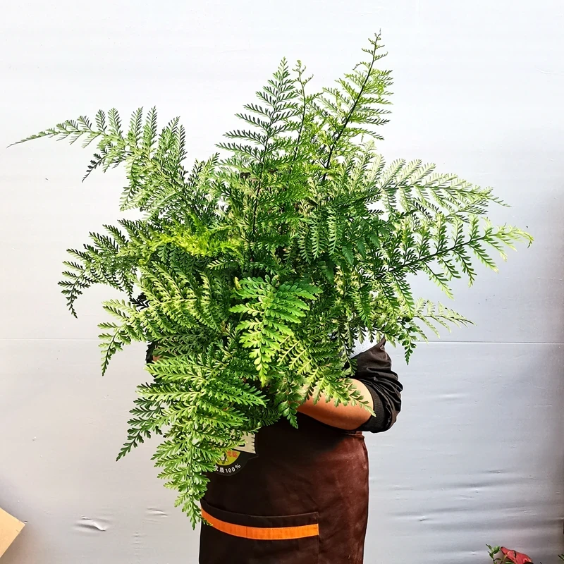 盆栽绿植 吉姆蕨