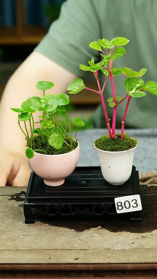 无花朵苔藓微景观803号