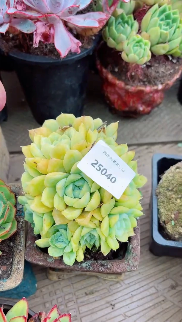 颜**呀26040多肉植物一物一拍