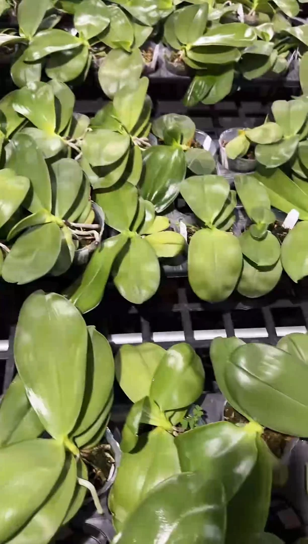 当前无花朵，栽培后可花朵贝交弥陀交夏日糖果女孩