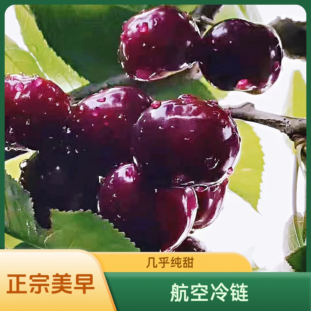 【美早】（EMS空运）陕西秦岭大樱桃现摘现发冷链空运包邮车厘子