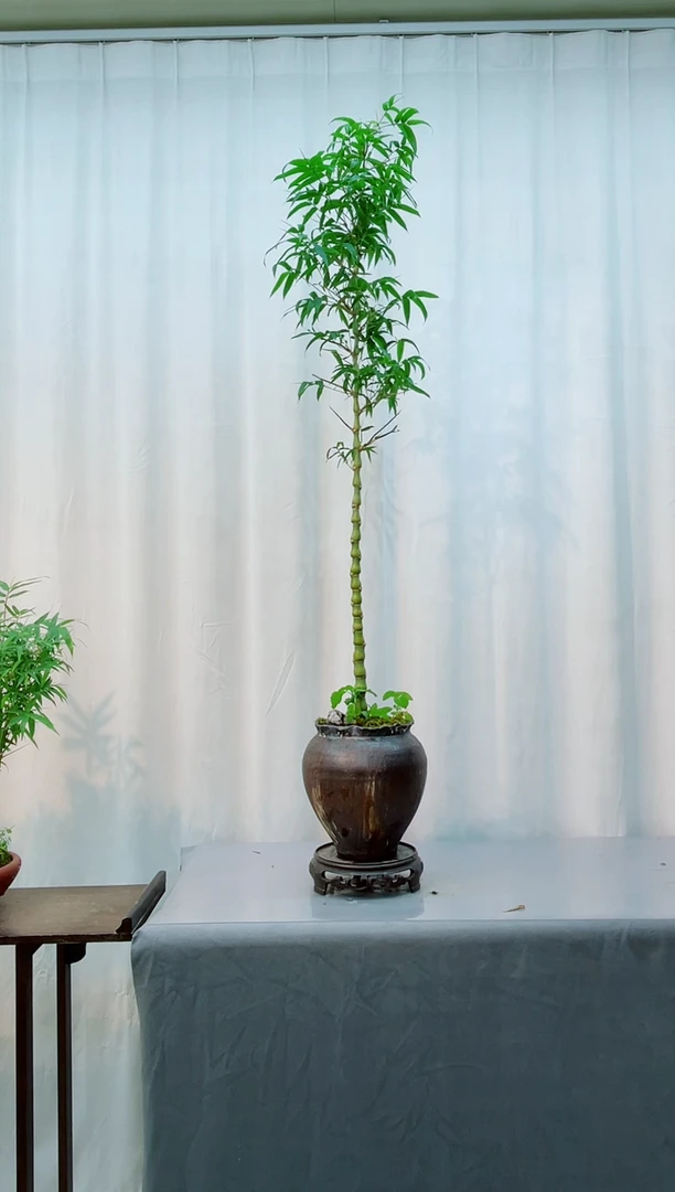 无花朵竹子盆景竹子盆景