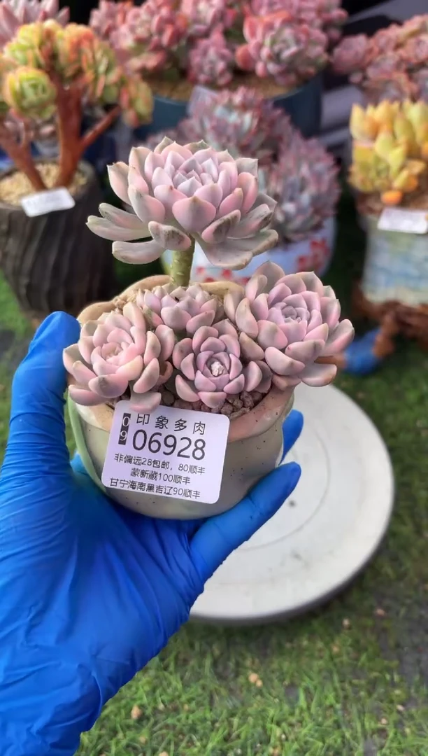 昆明印象多肉06928