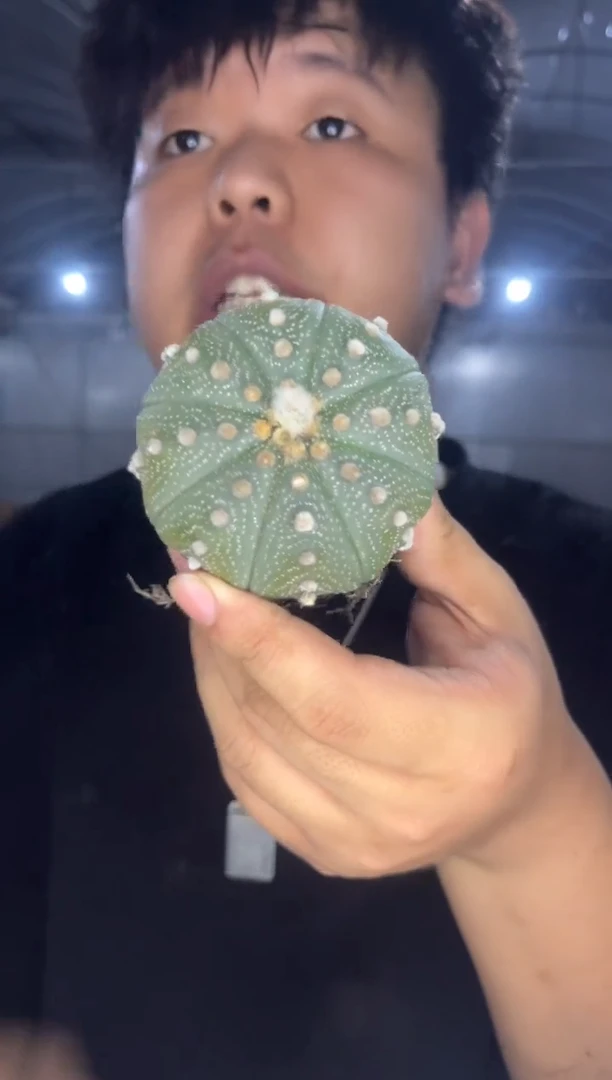 3颗 实生根 星兜 4-6cm