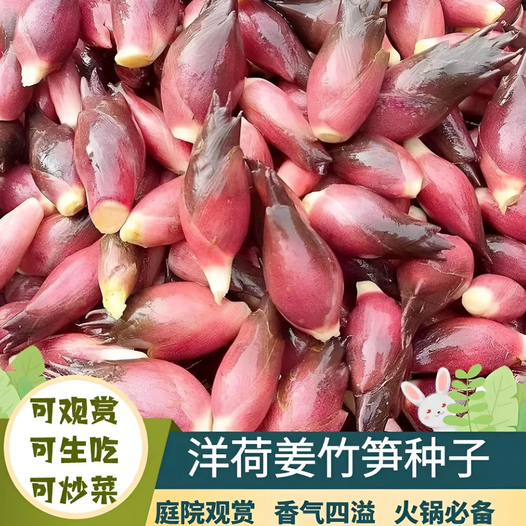 【洋荷芽种子】家庭阳台盆栽地栽四季种植
