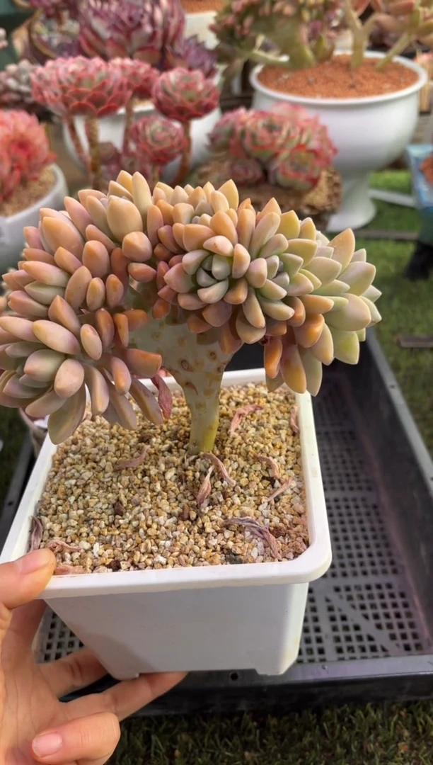 【闪购商品】06786