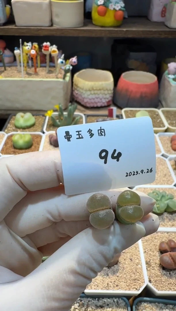 慢*拍25.9.26-94多肉