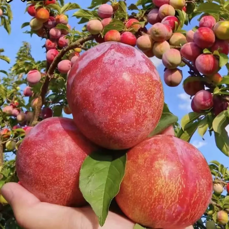 【果果优品】大红袍李子500g