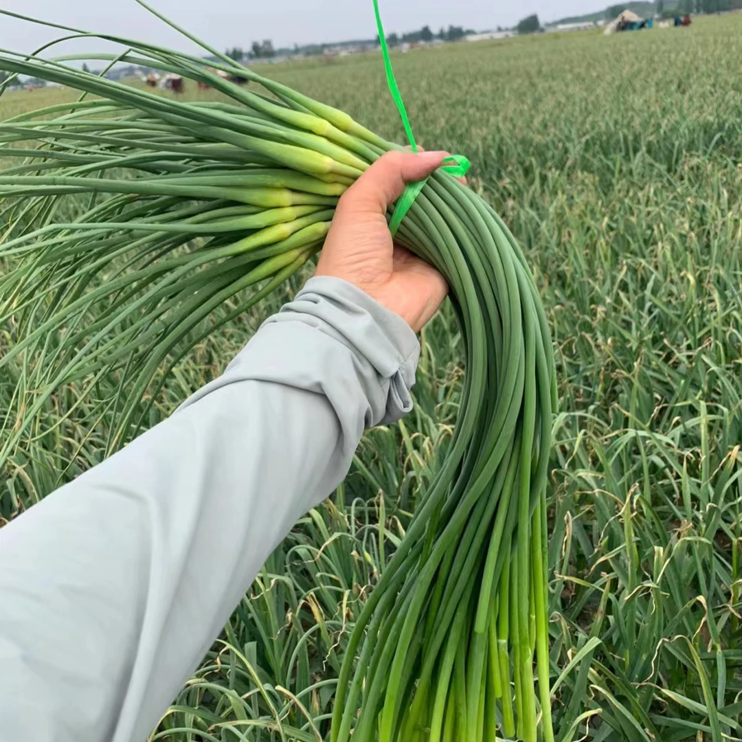 常熟本地现采新鲜蒜苔（400G）