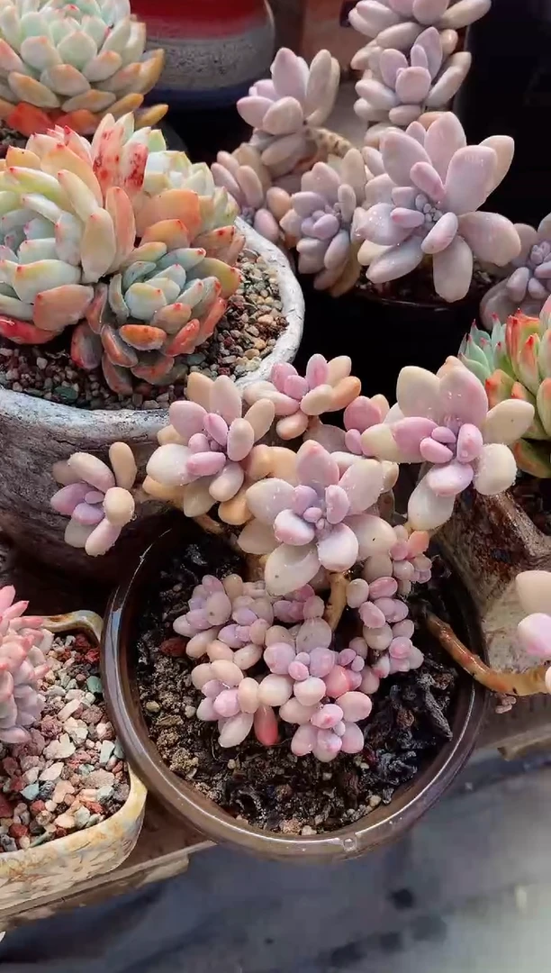 【闪购商品】19052