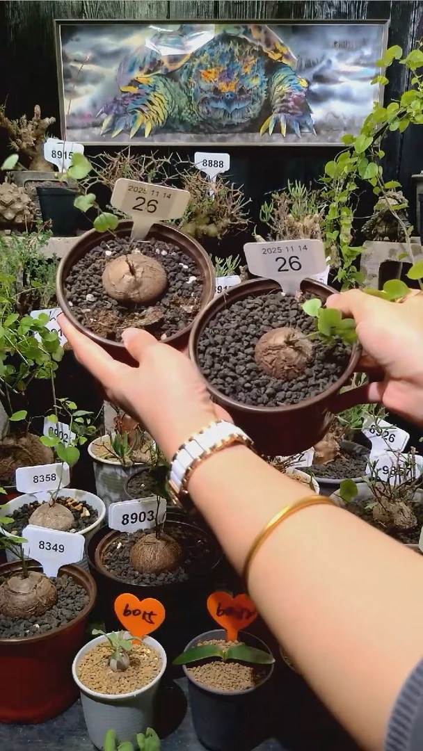 26号1114福利南非龟甲龙买一送一