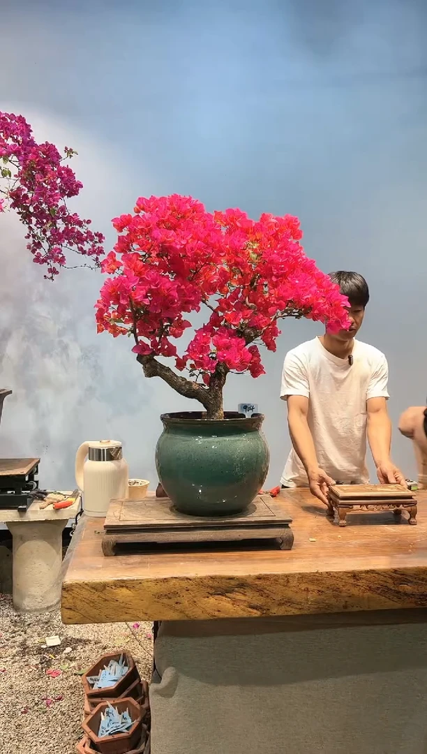 三角梅专场一物一拍904