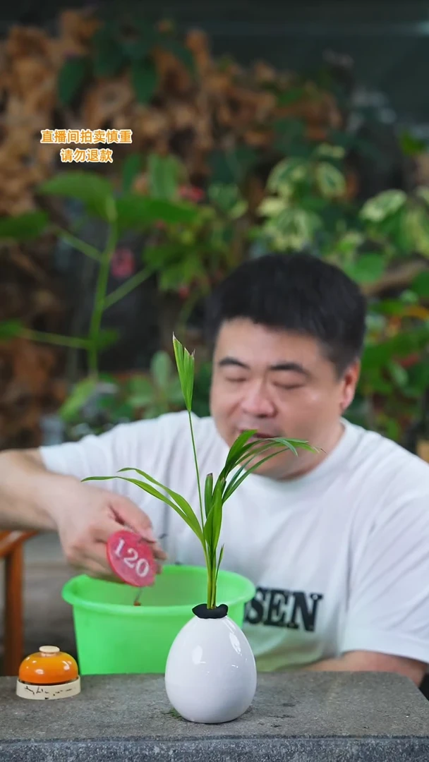 当前无花栽培后可以开花夏威夷120+