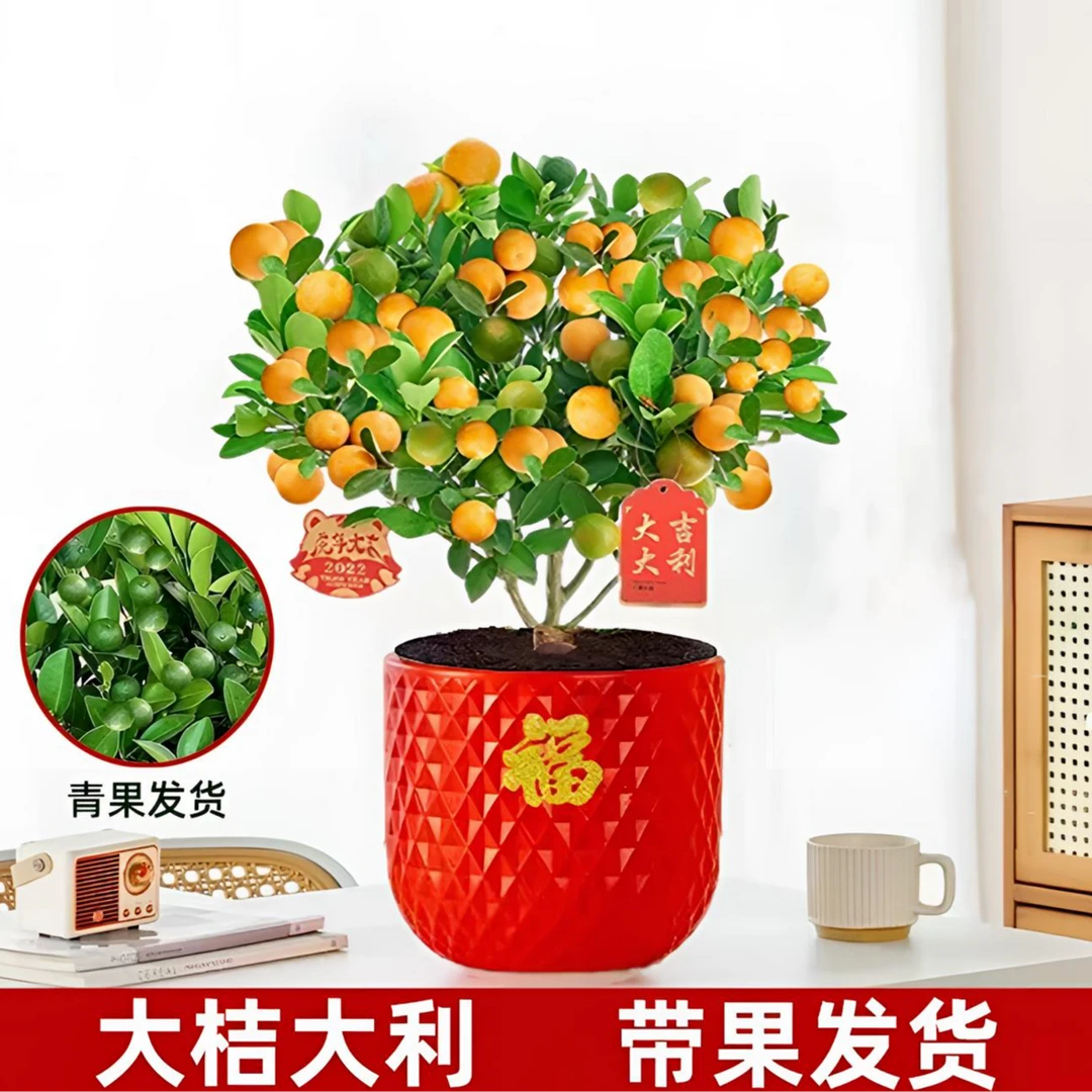 【带青果】四季盆栽带果招财植物脆皮发货室内盆景种植阳台南北方
