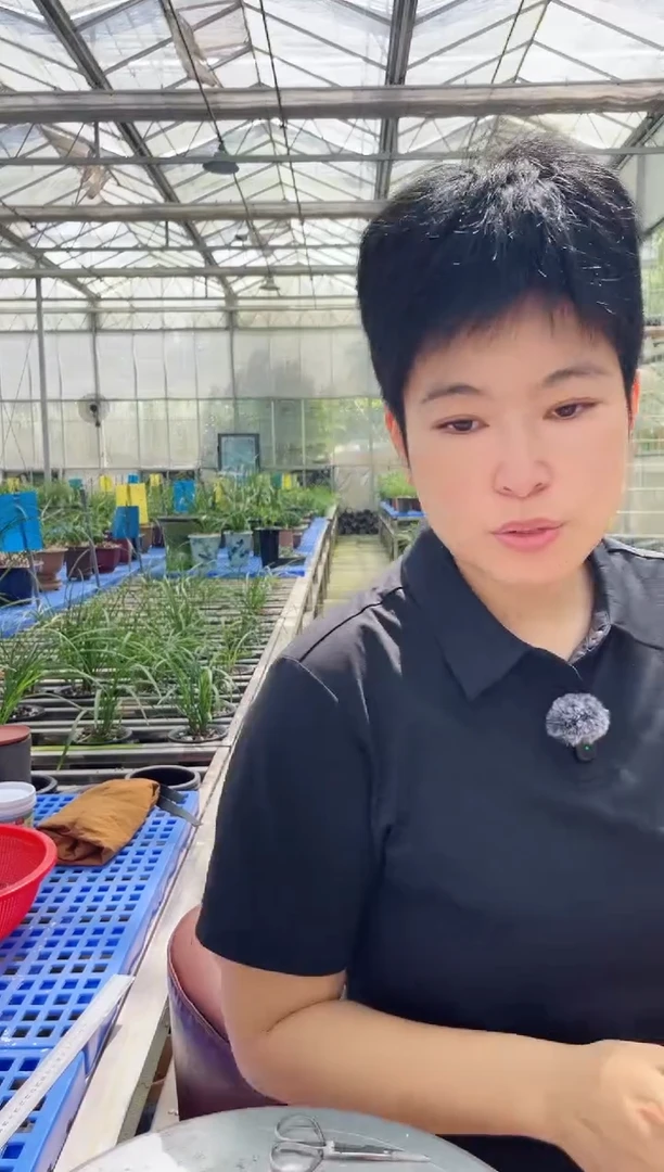 当前无花朵，栽培后可花朵李*家翠盖，，，，李卓家