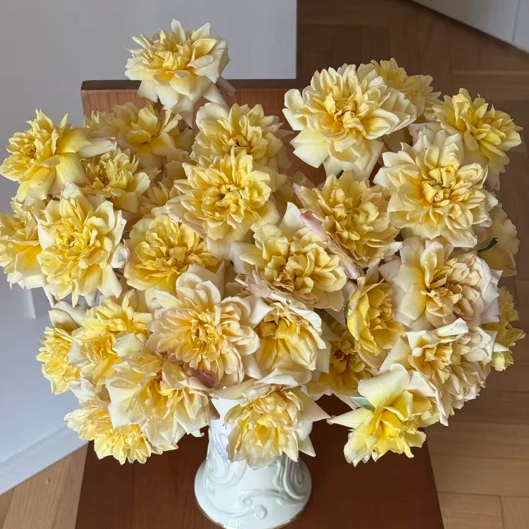 【多头刺绣芽变】新品稀有多头玫瑰 云南基地直发 鲜切花