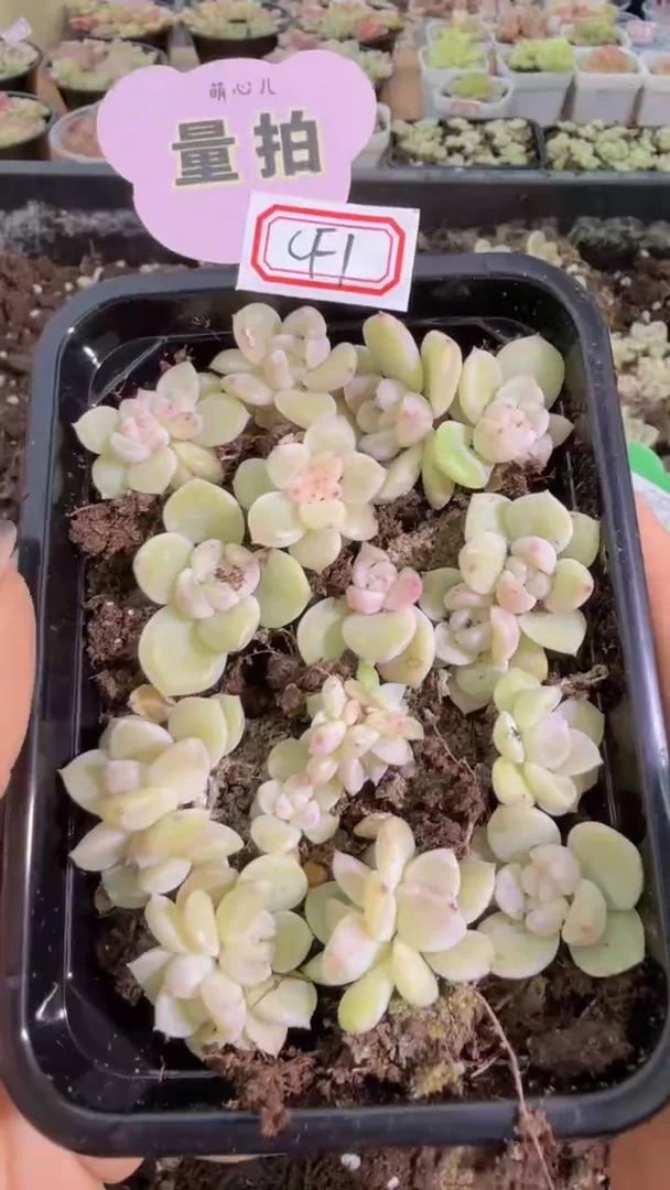 cf1 切糕1盒 量拍多肉植物