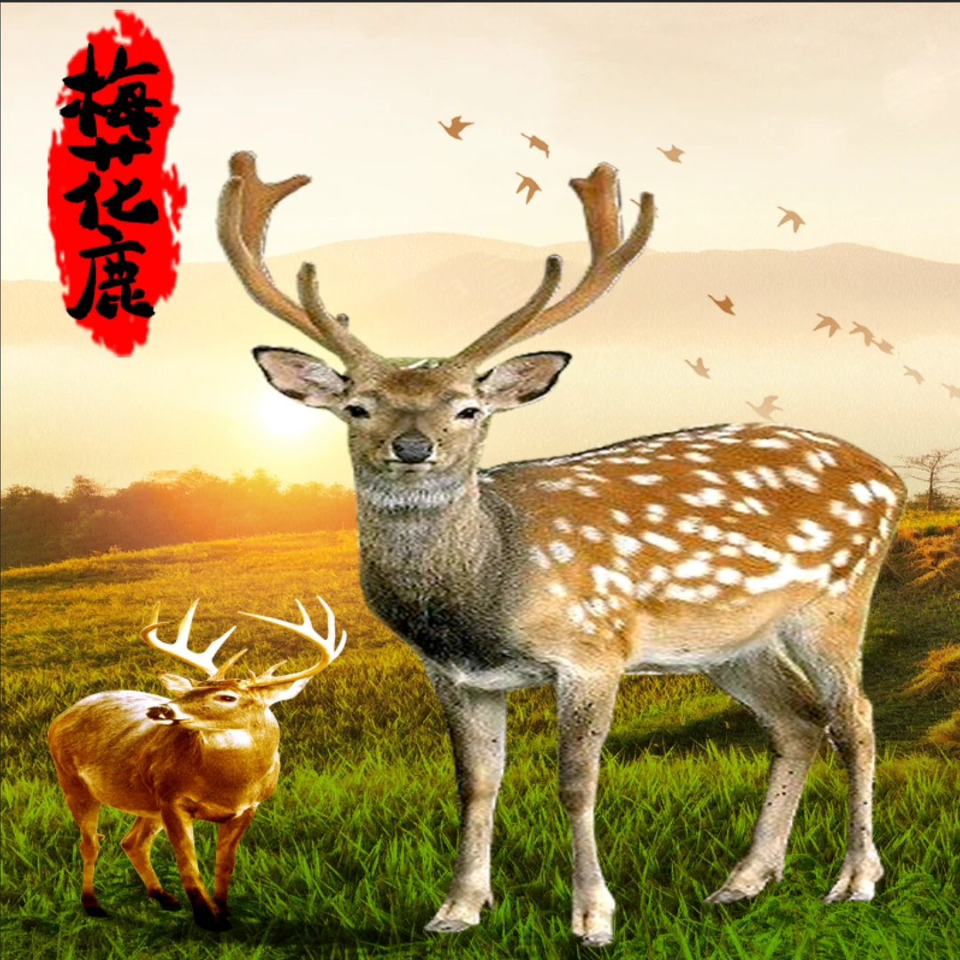 【坤总喜糖】鹿茸片Ⅲ