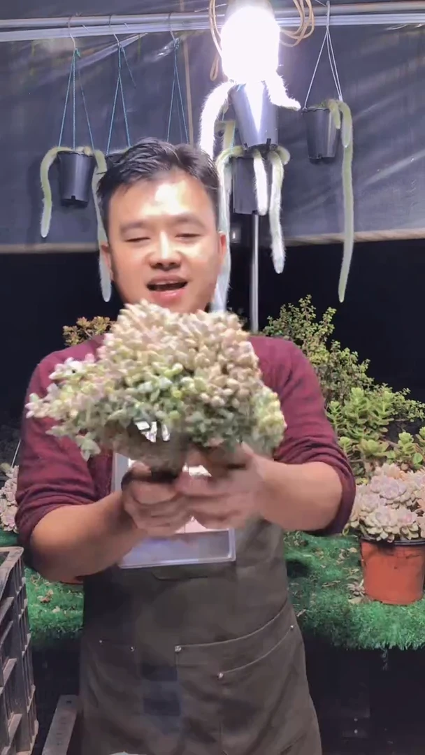 197淡雪缀化一物一拍