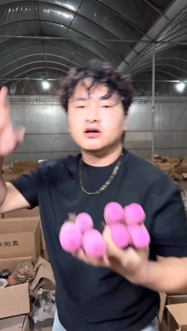 实生根 三头起发 糖果红太阳