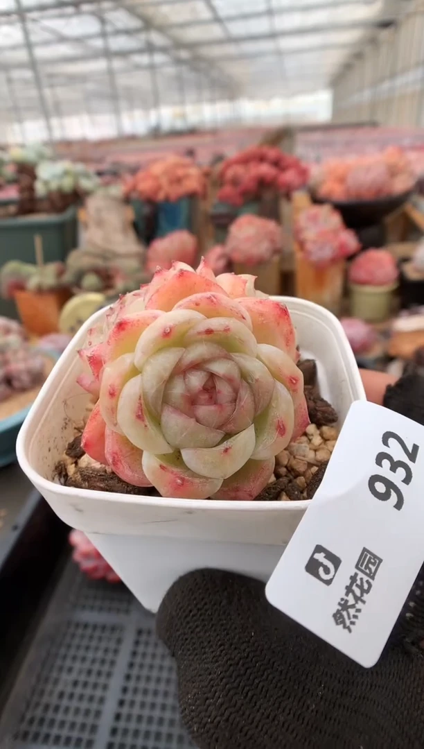 【闪购商品】932胖虎一物一拍